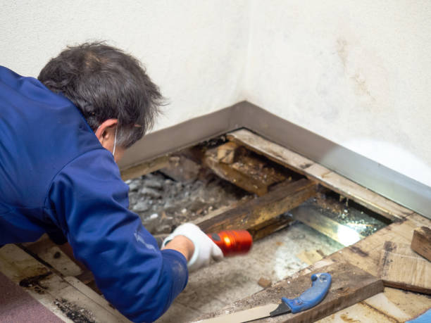 Best DIY Mold Remediation Support Services in South Greeley, WY