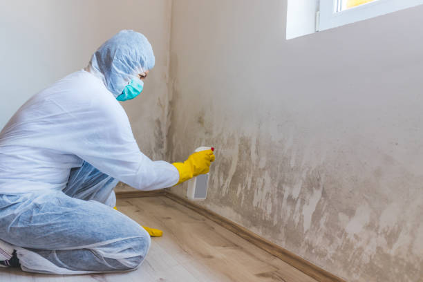 Best Post-Flood Mold Remediation in South Greeley, WY