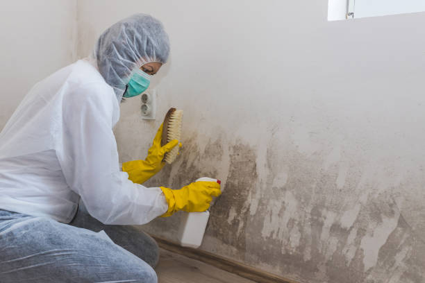 Best Mold Testing and Inspection Services in South Greeley, WY
