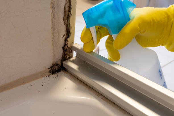 Best Preventive Mold Services in South Greeley, WY