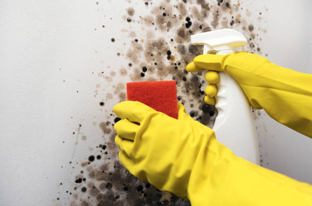 Best Residential Mold Remediation in South Greeley, WY