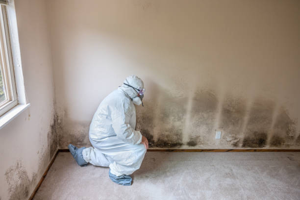 Best HVAC Mold Remediation in South Greeley, WY