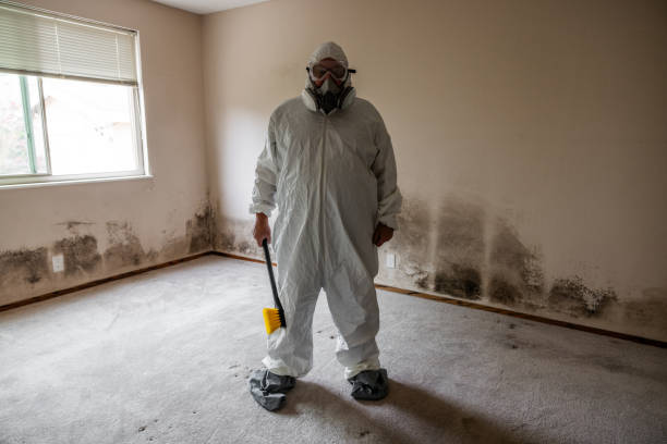 Best DIY Mold Remediation Support Services in South Greeley, WY