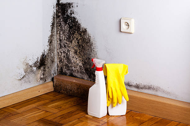 Best Kitchen Mold Remediation in South Greeley, WY
