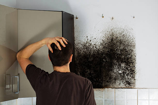 South Greeley, WY Mold Remediation Company